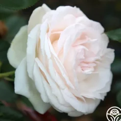 White Eden Climber®