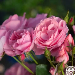 William P.J. McCarthy™