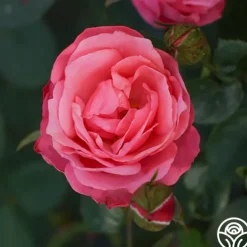 William P.J. McCarthy™