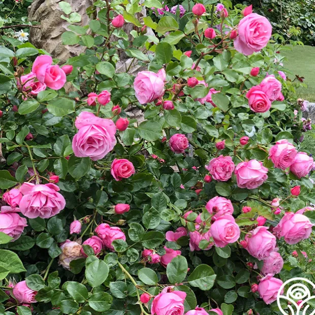 William P.J. McCarthy™