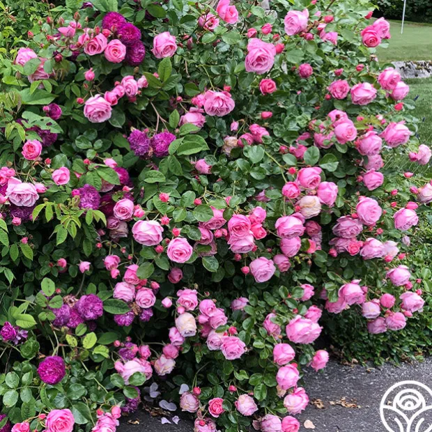 William P.J. McCarthy™