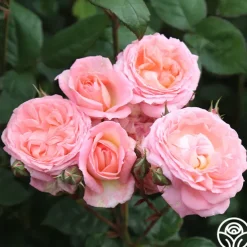 Windsor Castle Wedding™