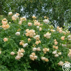 Wollerton Old Hall™