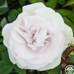 World War II Memorial Rose™