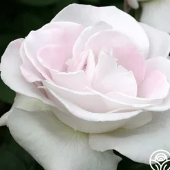 World War II Memorial Rose™