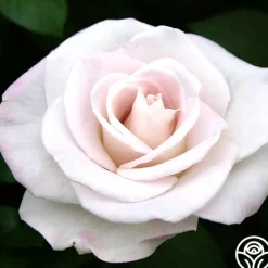 World War II Memorial Rose™